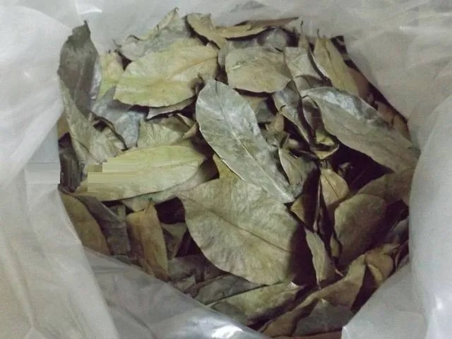 
Dried Soursop Leaves / Graviola Leaf - Organic Herb - Product of Vietnam 