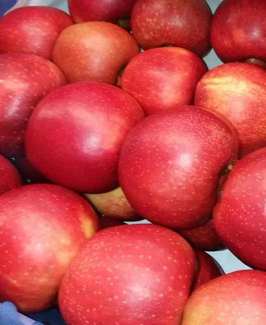 Свежие фрукты, яблоки Королевского торжества, свежие яблоки класса 1, польское происхождение