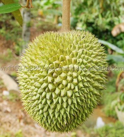 DURIAN FRESH FRUITS - Wholesale fresh durian/ Vietnamese delicious durian fruit +84-845-639-639