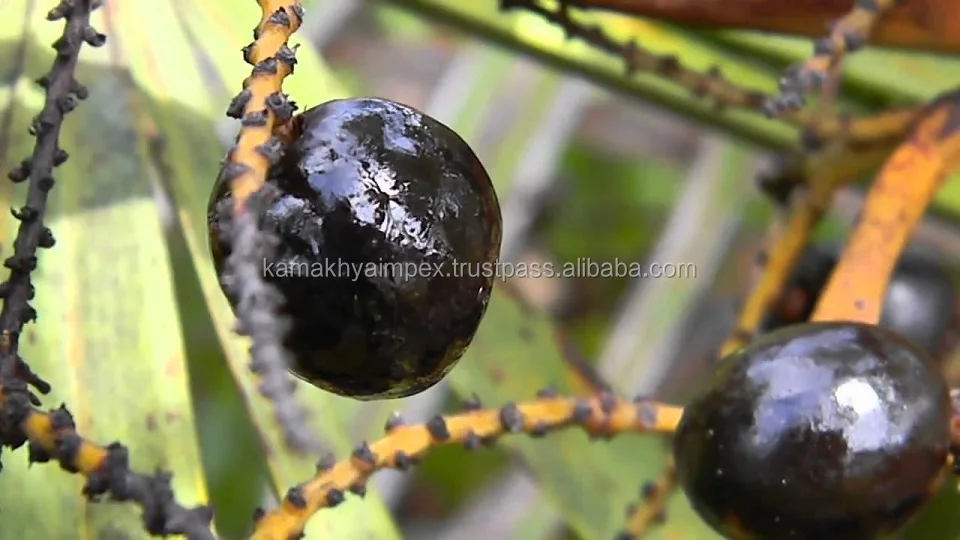 Пальметто травы, эфирные масла distiller