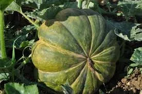 Pumpkin in 2022 - Frozen Pumpkin In Viet Nam