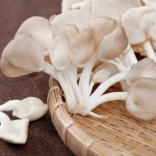 
OYSTER MUSHROOM FROM VIETNAM (Whatsapp: +84 845 6399 639)// in 2020 