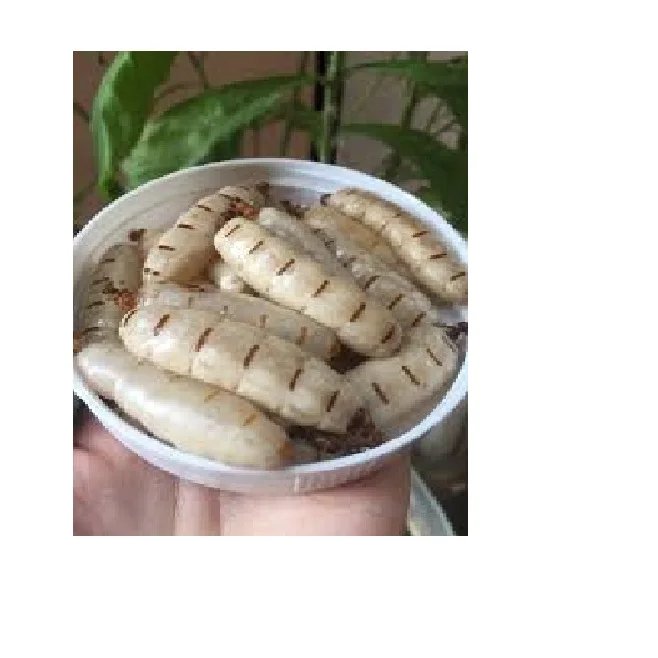 
Amazing price termite queen with wine whatsapp +84 845 639 639 