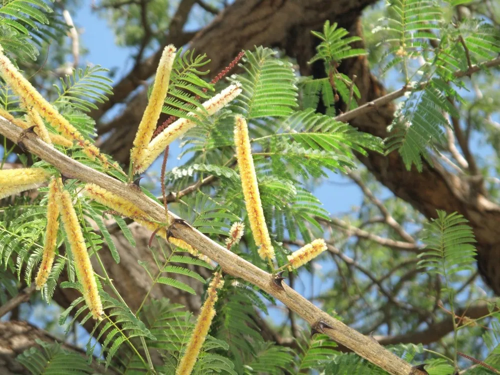 Top quality Acacia catechu acacia catechu extract powder