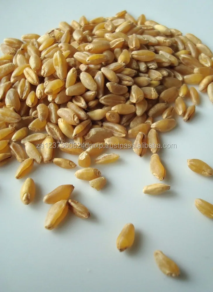 
AAA Grade Quality Durum wheat 
