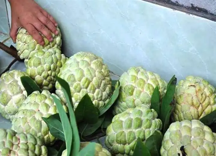 Свежие яблоки на заваре премиум-класса-тропические фрукты из Вьетнама // Mr Alexie (Whatsapp 84367585305)