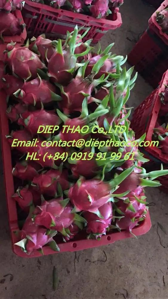 Dried dragon fruit taste crunchy or soft / dried red pitaya from Vietnam