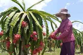 DRAGON FRUIT - VIETNAM DRAGON FRUIT -  FRESH WHITE DRAGON FRUIT - WHATSAPP+84-845-639-639
