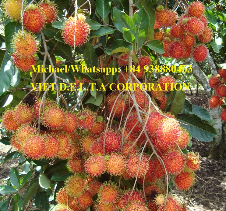 SUPER DELICIOUS FRESH RAMBUTANS FRUIT/BEST FOR IMPORTERS