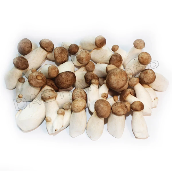 Mini King Oyster Mushroom