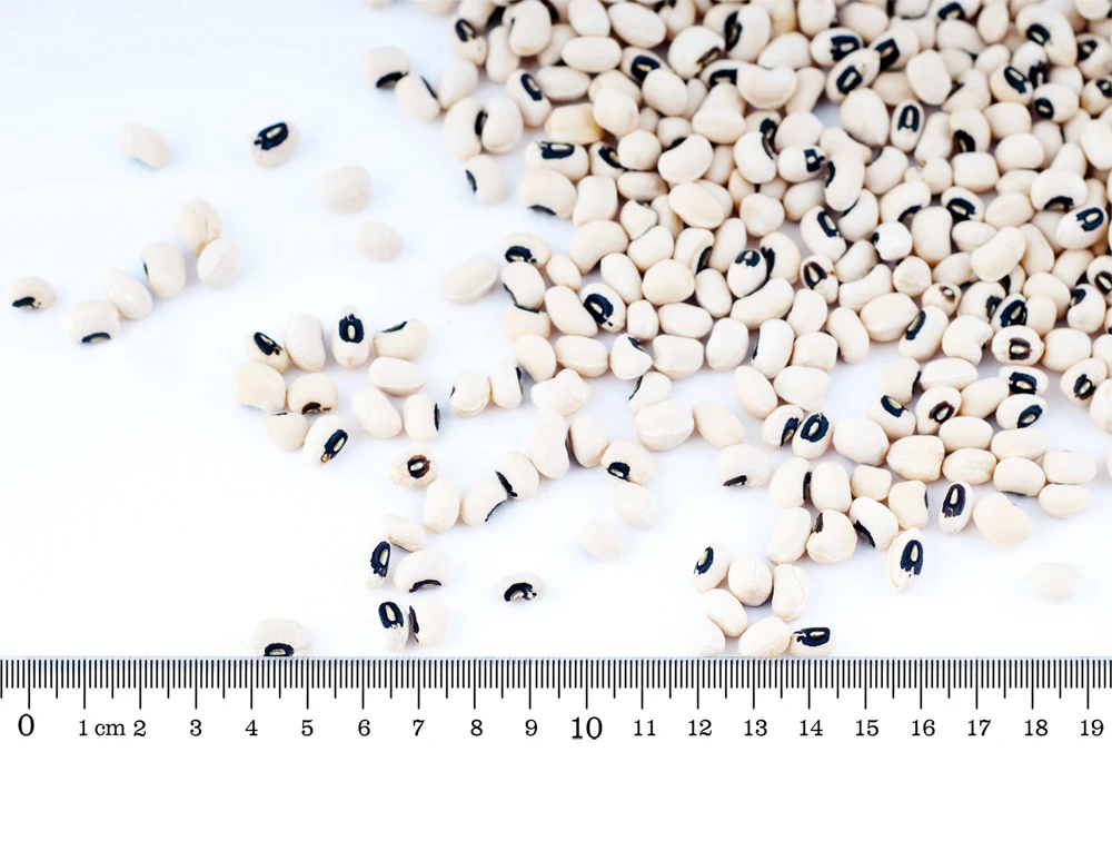 haricot beans, kidney beans natural beans from Uzbekistan