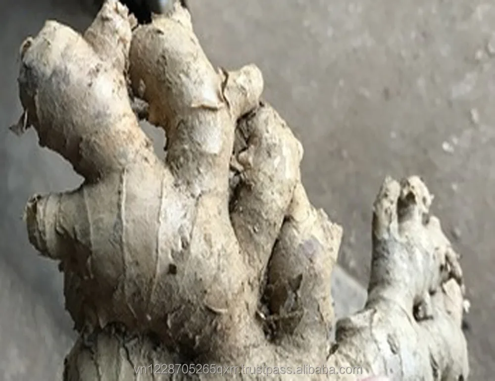 
VIETNAM FRESH GINGER 