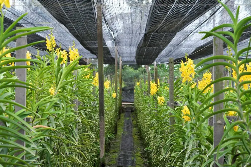 
Wholesale Yellow Mokara Thai Orchid Cut Flower, Fresh from farm @ Best price try us!! 