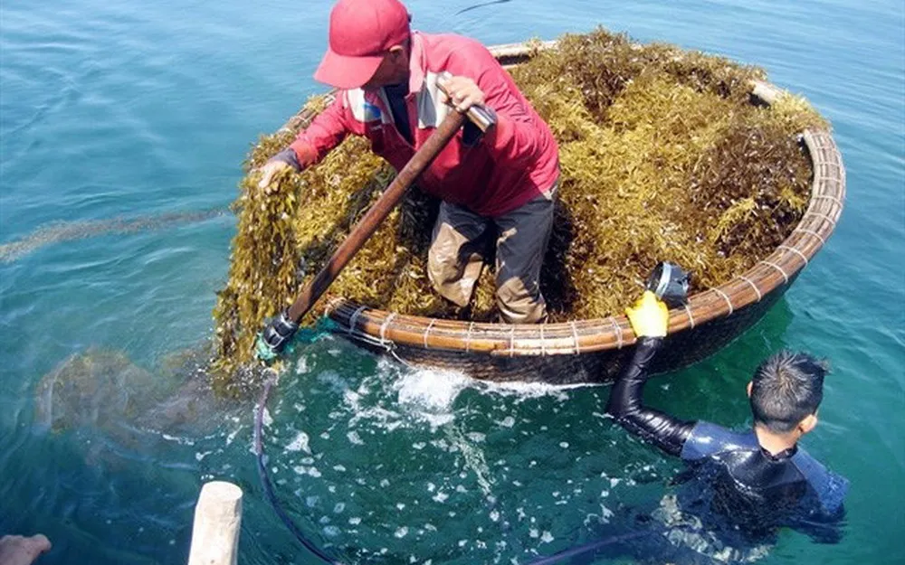
VIETNAM COTTONII SEAWEED/COTTONII FOR CARRAGREENAN/WHATSAPP +84 845639639 