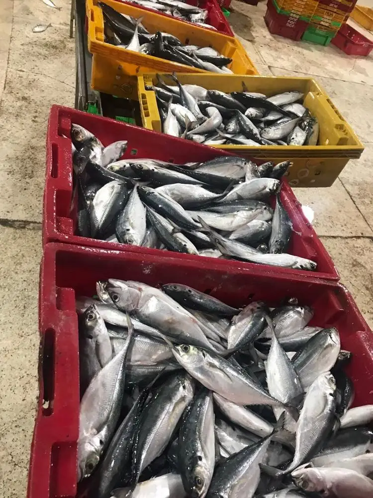 FROZEN HORSE MACKEREL , GRADE 3A,
