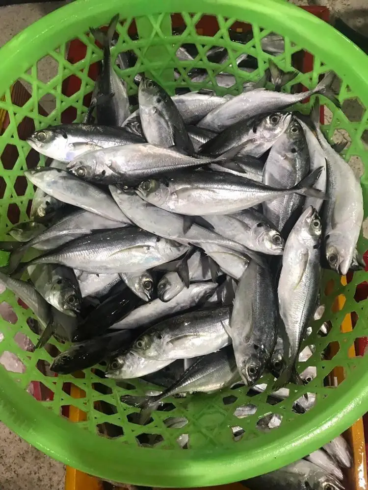 FROZEN HORSE MACKEREL , GRADE 3A,