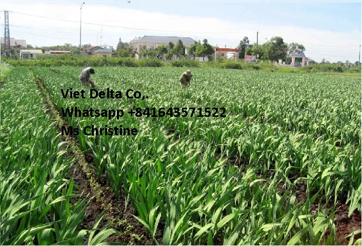 price per ton of fresh ginger from Vietnam
