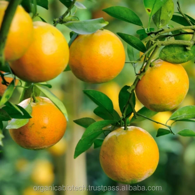 Best organic fertilizer for Improved Quality of Oranges in Australia