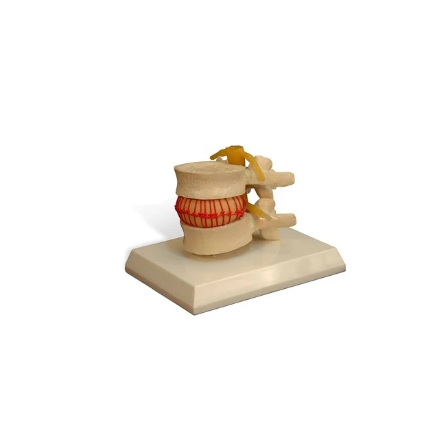 Dentist Training Teaching with Jaw Head Model Dental Phantom Manikin Simulator Typodont