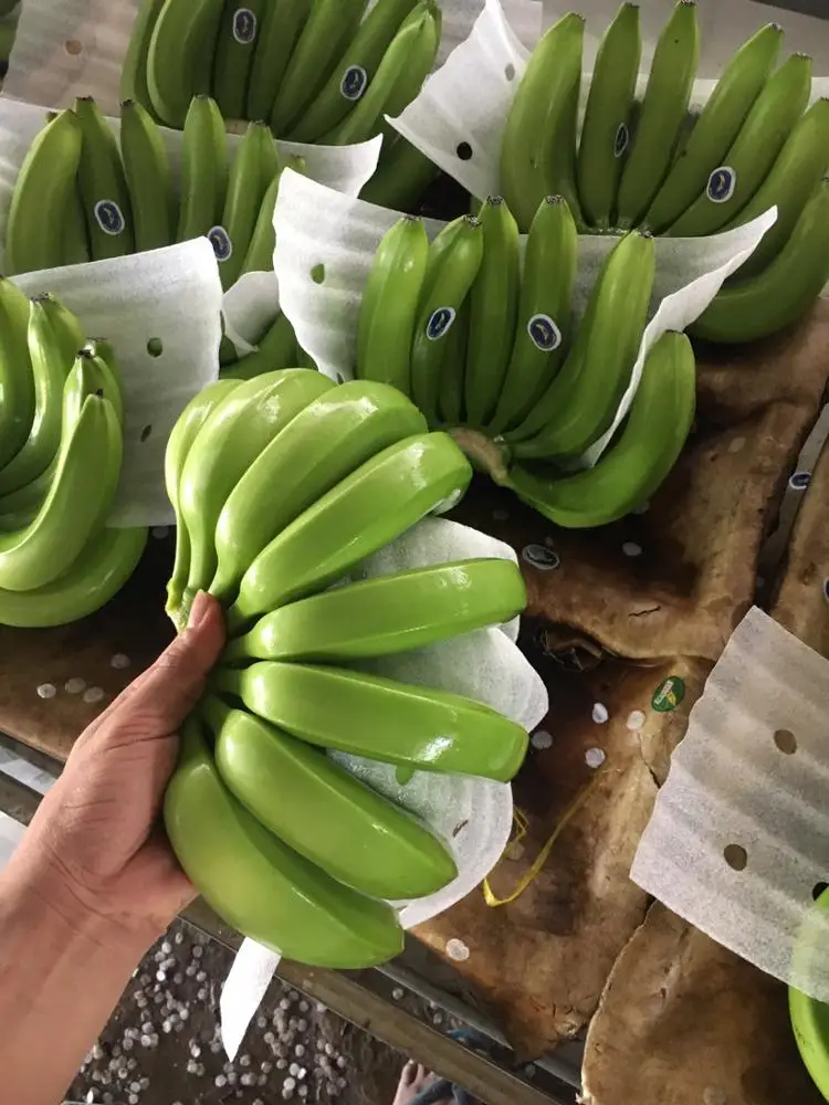  Вьетнамский свежий банан + 84984418844 whatsapp