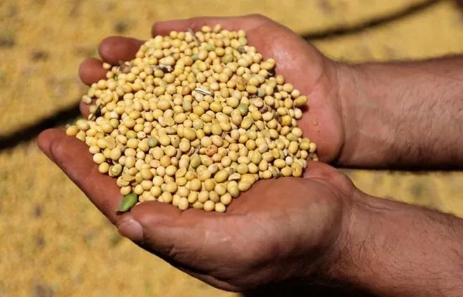 
SOYBEAN POWDER EXTRACT (Whatsapp: +84 845 639 639) 