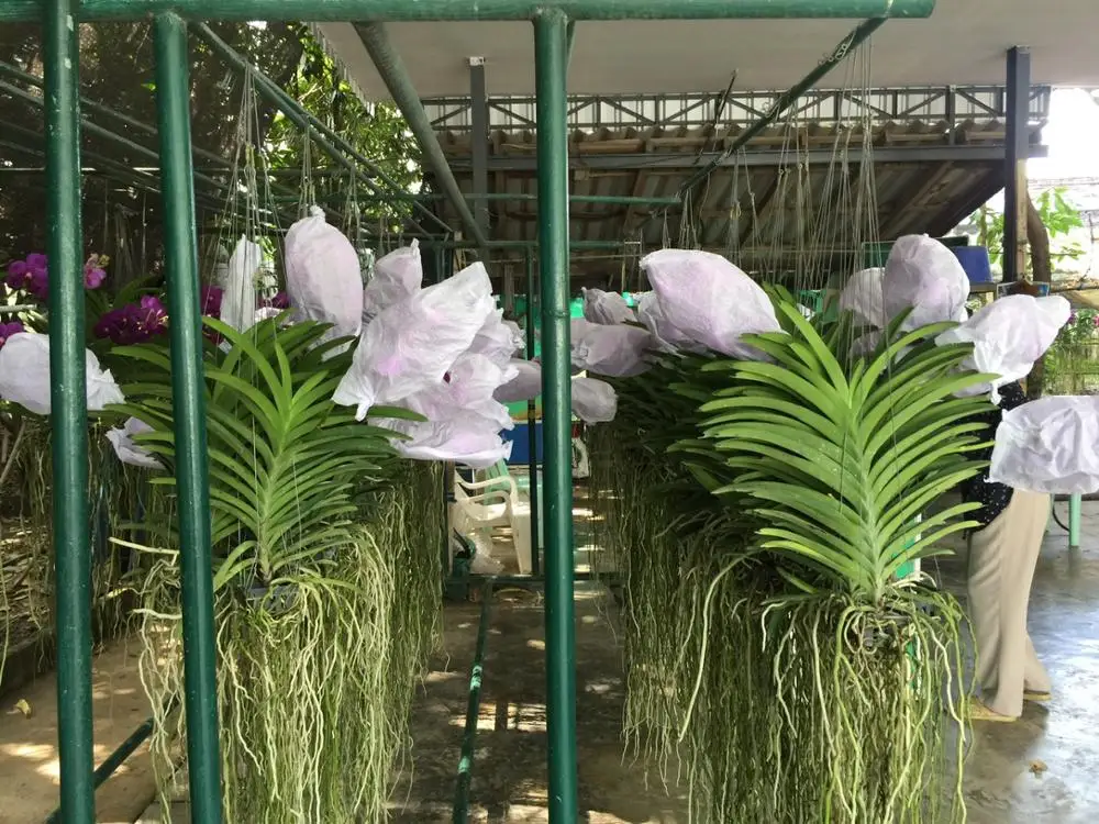 
Wholesale Thai Vanda Orchid Flower Pot Plants - Premium quality @ BEST Price Try Us!! 