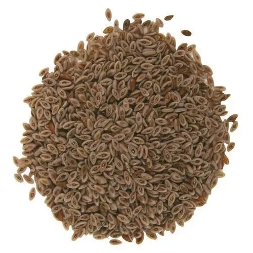 Organic Psyllium husk seeds