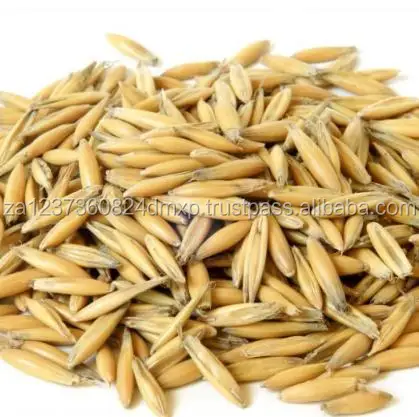 
AAA Grade Top Quality Hulled Oats/ Oats Grains With Competitive Price 