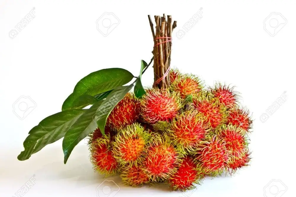 Fresh rambutan / Canned rambutan export standard
