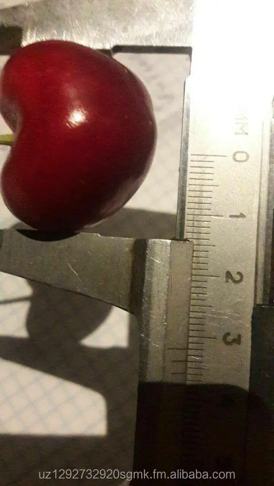 
fresh cherry wholesale fresh cherry fruit fresh cherry price 