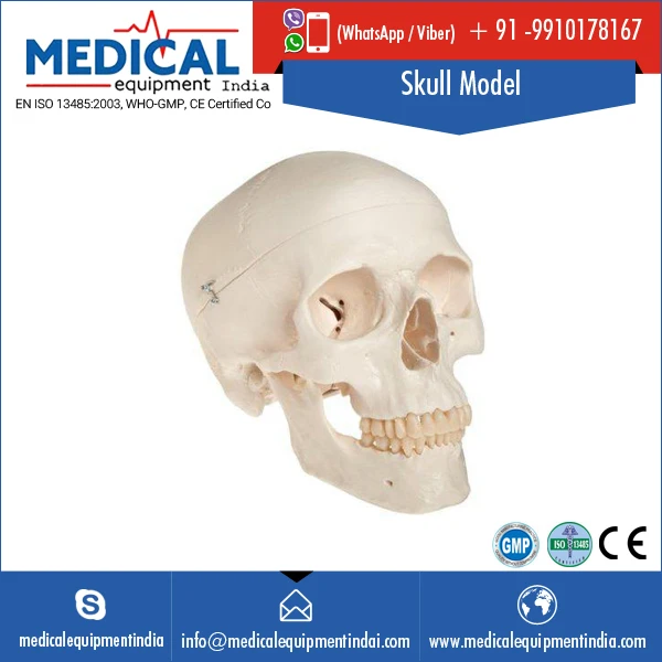 PVC Plastic Adult Skull Model