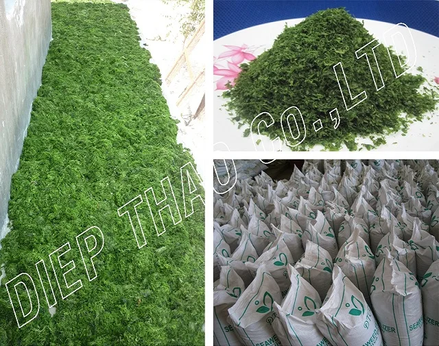 DRIED ULVA LACTUCA ( SEA LETTUCE)