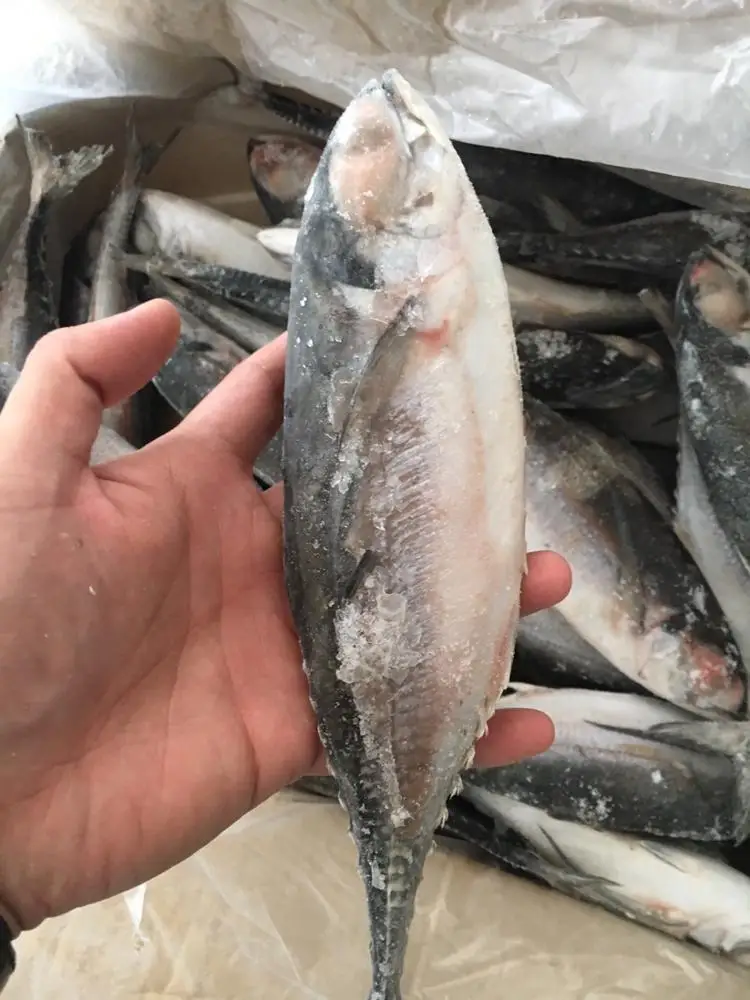 FROZEN HORSE MACKEREL , GRADE 3A,