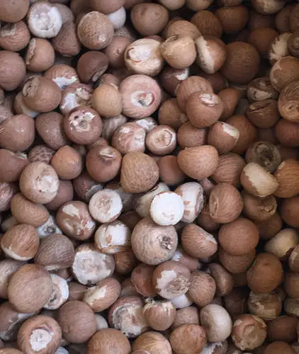 Сушеный орех Betel-высокое качество по лучшей цене во Вьетнаме