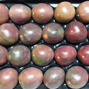 FRESH PASSION FRUITS/ SUPPLY FRESH PASSION FRUITS