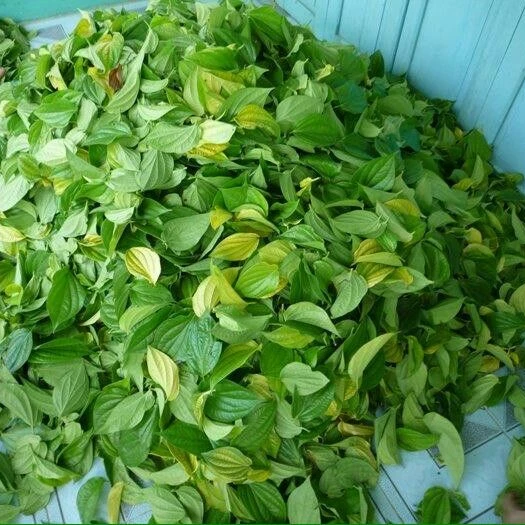 
Fresh Betel Leaves or Piper betel - popular plant in Viet Nam with the best price 