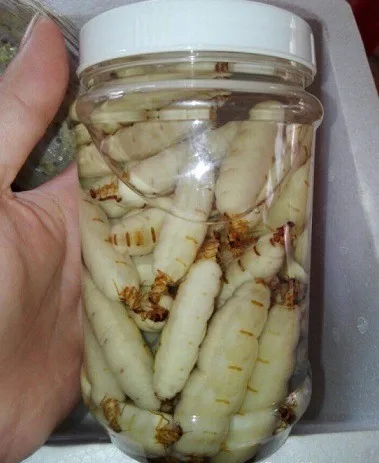 
Amazing price termite queen with wine whatsapp +84 845 639 639 