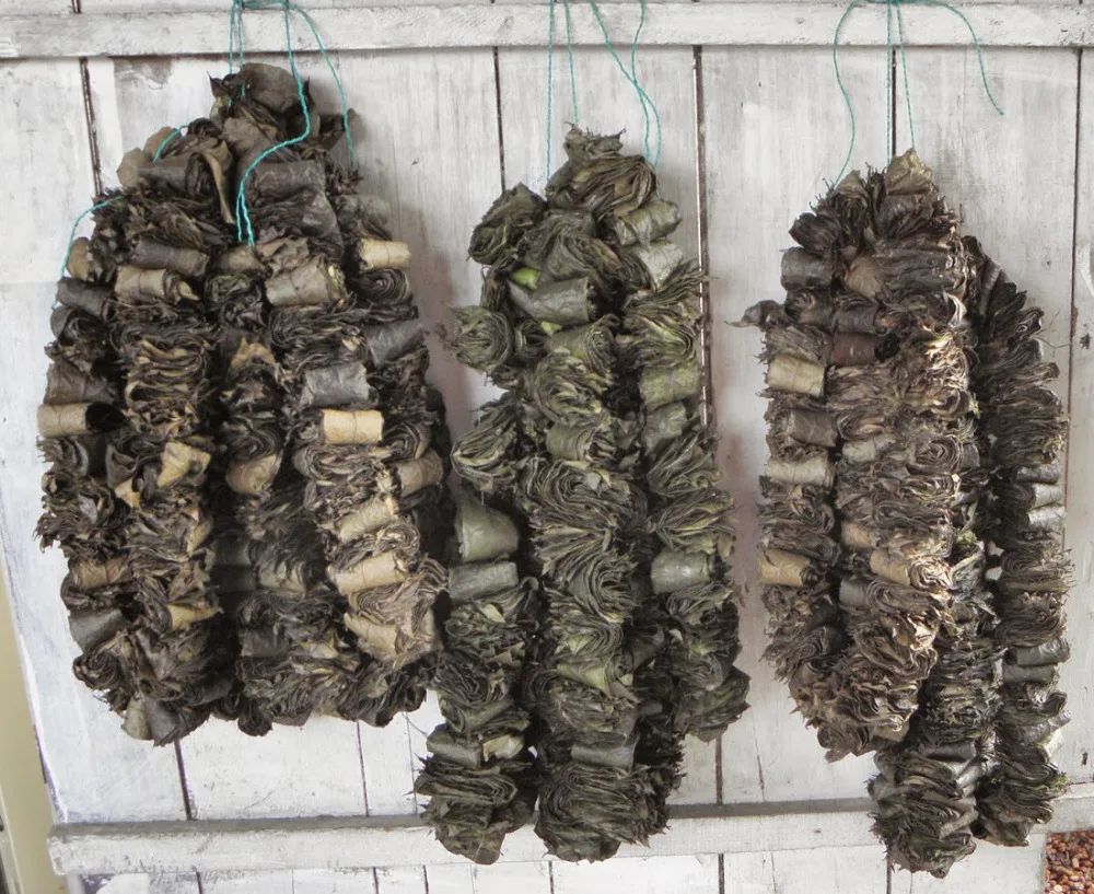 
Ilex guayusa dry leaf tea amazon rainforest dried leaves Indian traditional organic products 