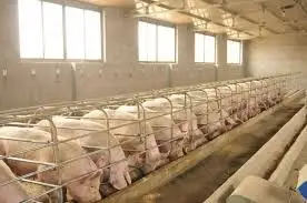 COPRA MEAL POWDER - POULTRY/CATTLE/WATERFOWL FEED