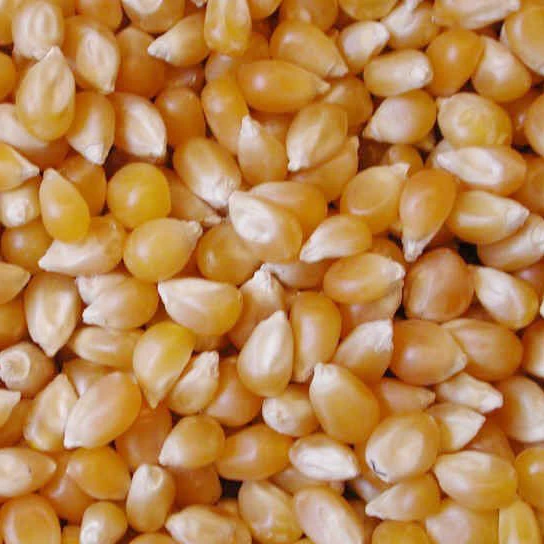 
 Малая кукуруза   (50046099100)