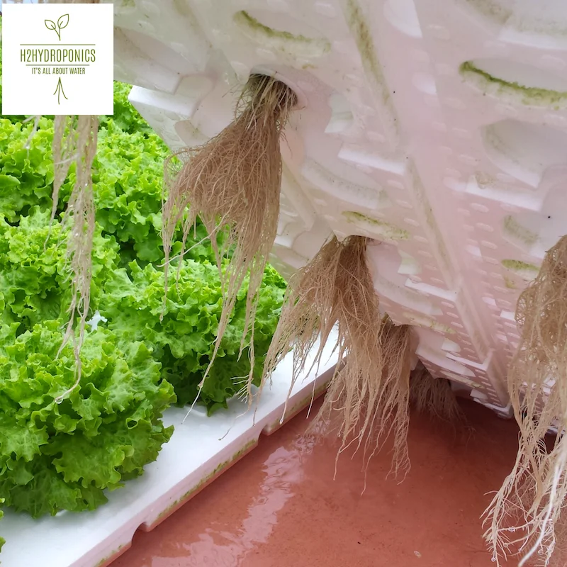 aeroponic system vertical