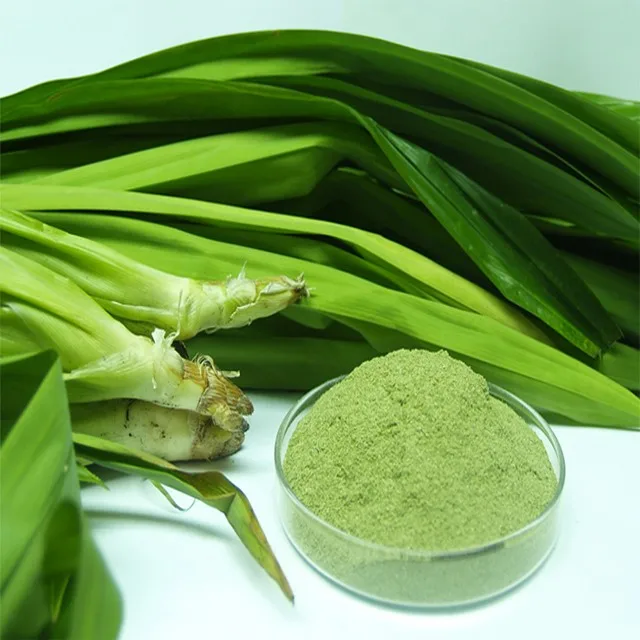High quality pandan leaves from Viet Nam /contact to +84-845-639-639 Ms.Holiday