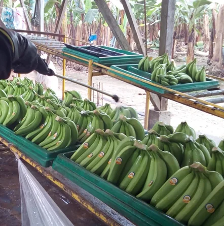 PREMIUM Ecuadorian Bananas