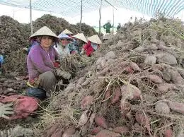 
Viet Nam Sweet Potato/ Purple Sweet Potato whatsapp 84 845 639 639 
