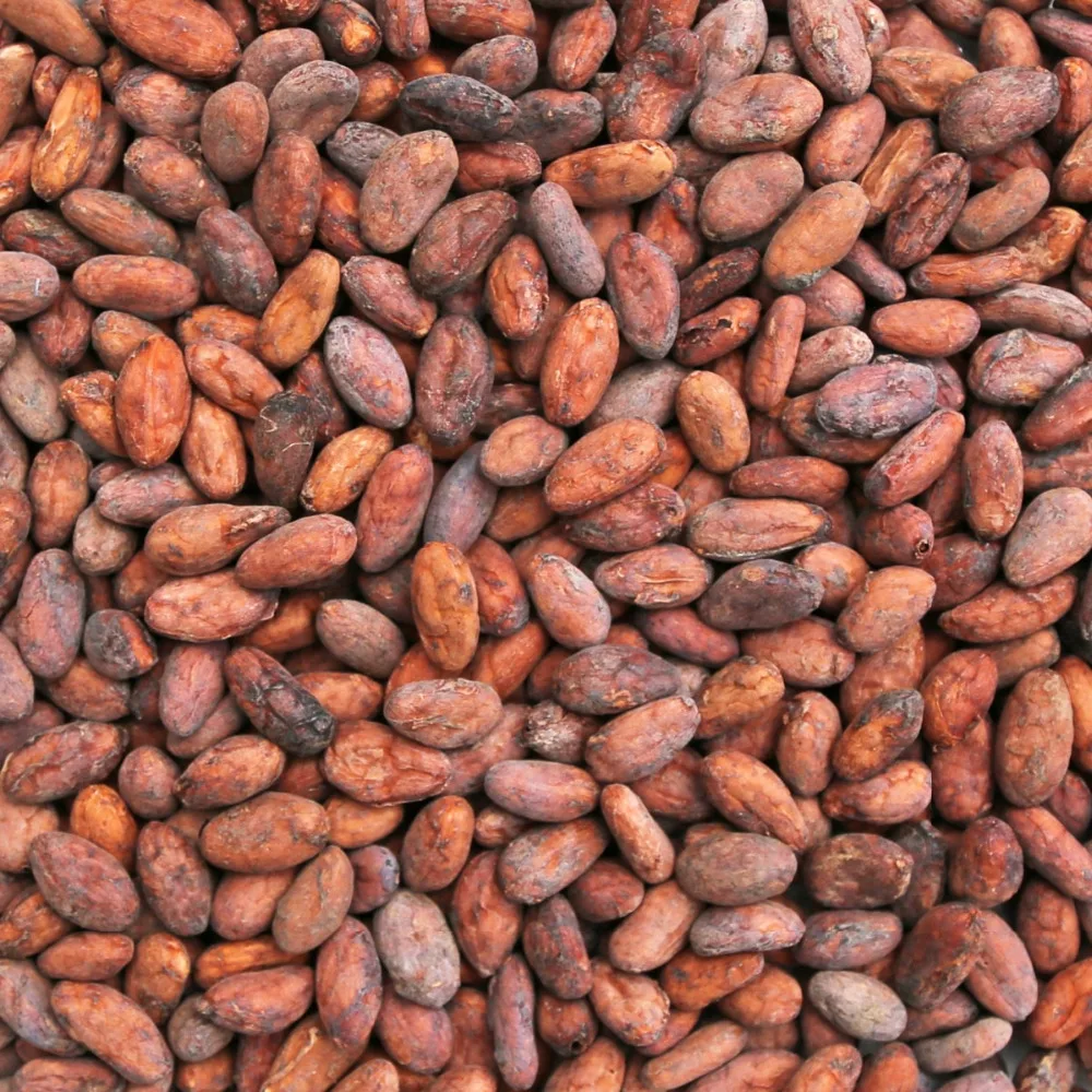 fermented cocoa beans