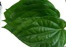 
Fresh Betel Leaves or Piper betel - popular plant in Viet Nam with the best price 