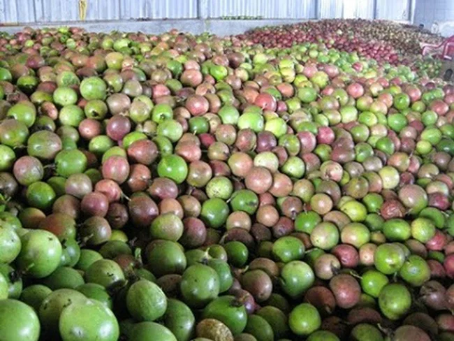 Cheapest Fresh freeze passion fruit in the world