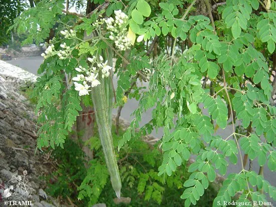 Свежие листья Моринги/Моринга (whatsapp: + 84 911 585