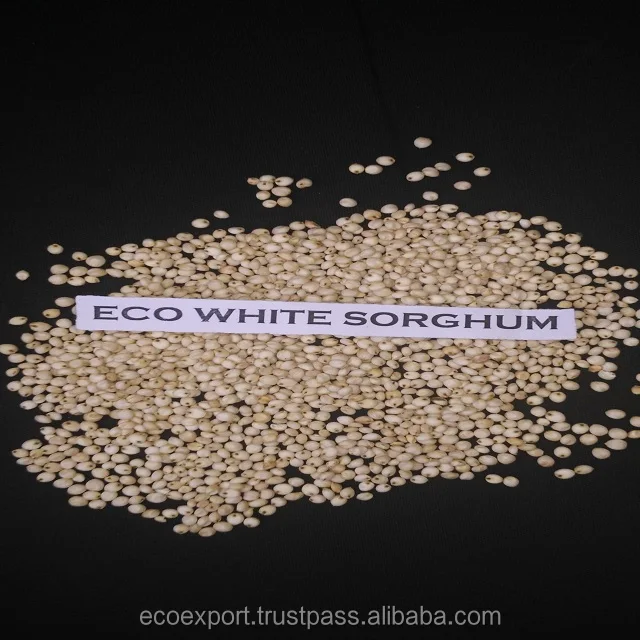 Молочный белый сорго