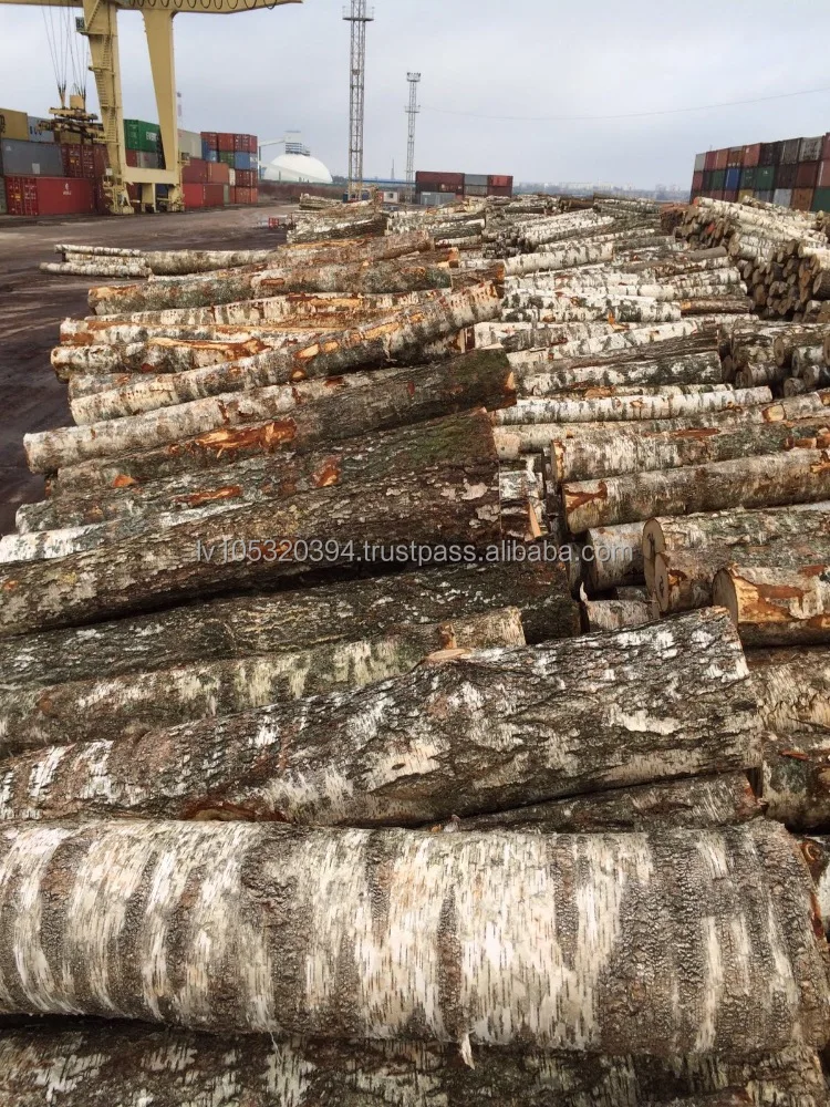 White Birch Logs - Latvia origin